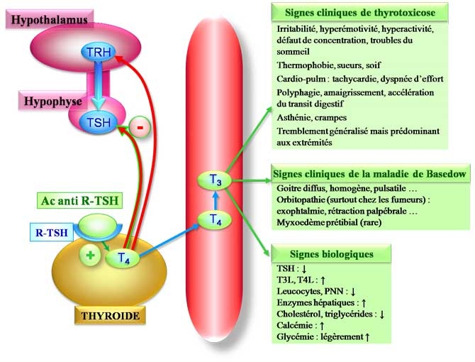 Pathologies thyroïde - ORL Toulouse